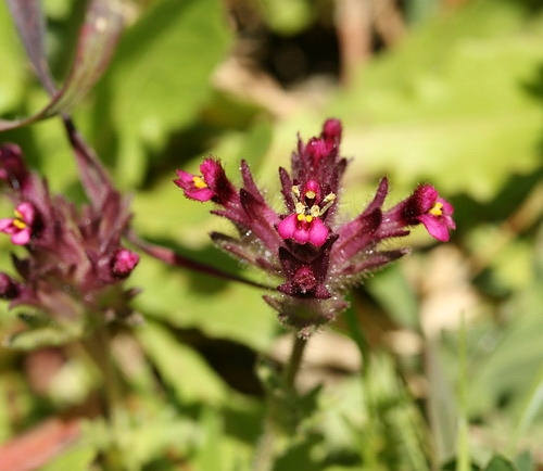 Wild Flower, Schrophulariaceae - Scrophularia cymbalaria - NW Crete
