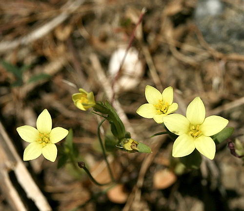 Wild Flower, Gentianaceae - Centaurum maritimum - Rethymnou, Crete
