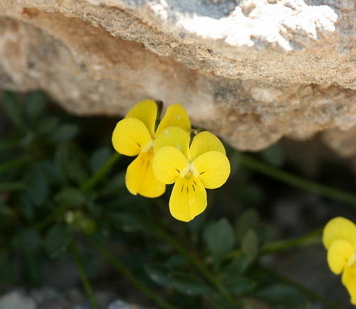 Wild Flower, Violaceae - Viola fragrans - Rethymnou Crete