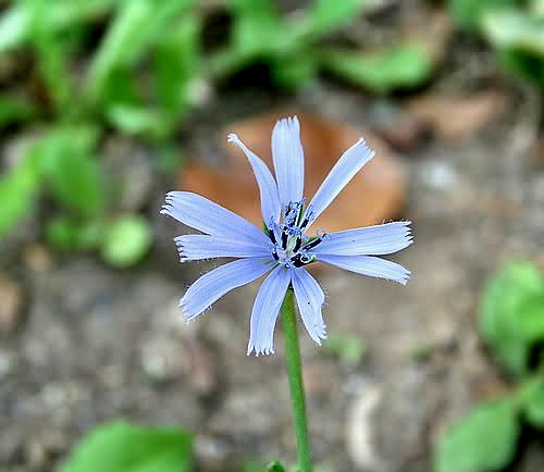 Wild Flower, Compositae - Chicorium spinosum - Deliana Gorge - NW Crete
