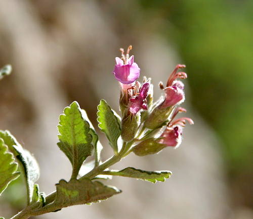 Wild Flower, Labiatae - Teucrium divaricatum - Daliana Gorge, NW Crete