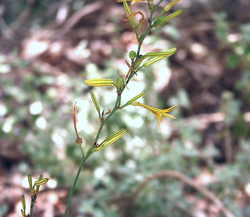 Wild Flower, Liliacea - Asphodeline liburnica - Daliana Gorge, NW CRETE