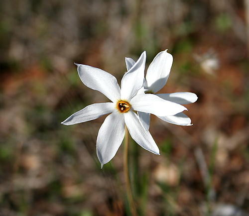Wild Flower, Amaryllidaceae - Narcissus serotinus - Astratigos, NW Crete
