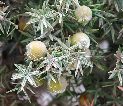 Wild Flower, Cupressaceae - Juniperus oxycedrus - Elafonissos, NW Crete