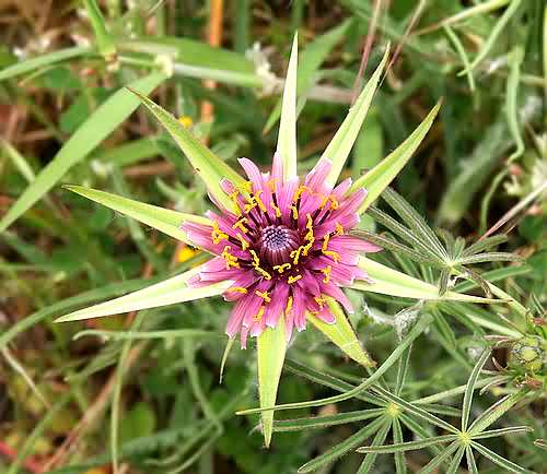Wild Flower, Compositae - Tragopodon hybridus - Astratigos, NW Crete
