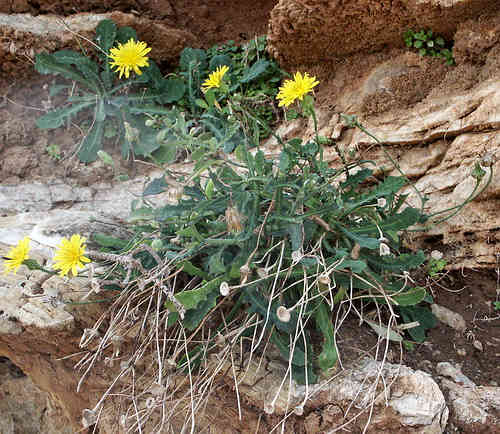 Wild Flower, Compositae - Crepis auriculifolia - Kolimbari, NW Crete