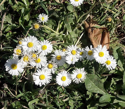 Wild Flower, Compositae - Bellis longifolia - Astratigos, NW Crete