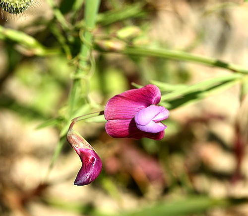 Wild Flower, Leguminosae - Lathyrus clymenum - Rethymnou, Crete