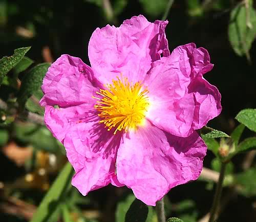 Wild Flower, Cistus incanus - Var: S.sp. creticus, North West Crete