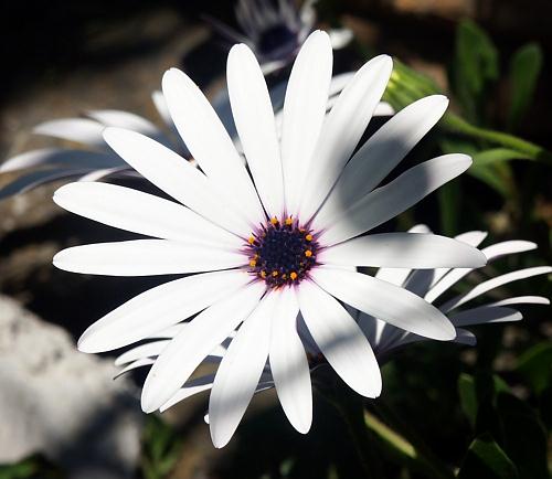 Cultivated Flower, Dimorphotheca, Astratigos,North West Crete