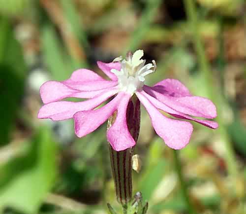 Wild Flower, Silene serica, Rapaniana, North West Crete