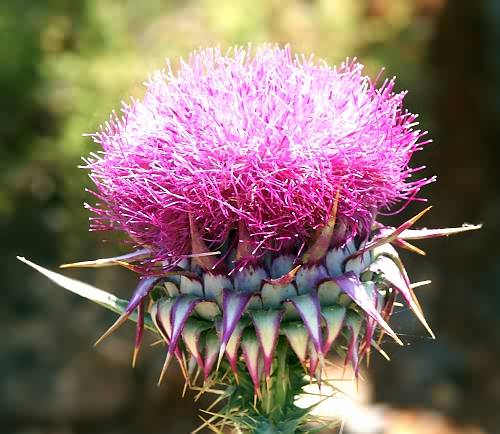 Wild Flower, Onopordum argolicum, Astratigos, North West Crete