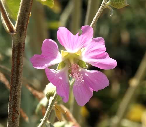 Wild Flower, Malvaceae - Lavateria byroniifolia, Afrata, NW Crete