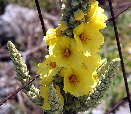 Wild Flower, Verbascum thapsus, Astratigos, North West Crete