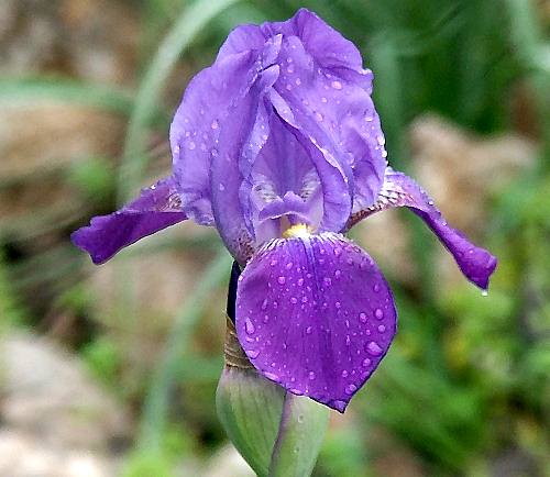 Cultivated Flower, Iris germanica, Kalathas, North West Crete