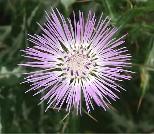 Wild Flower, Galactitses tomentosa, Astratigos,North West Crete