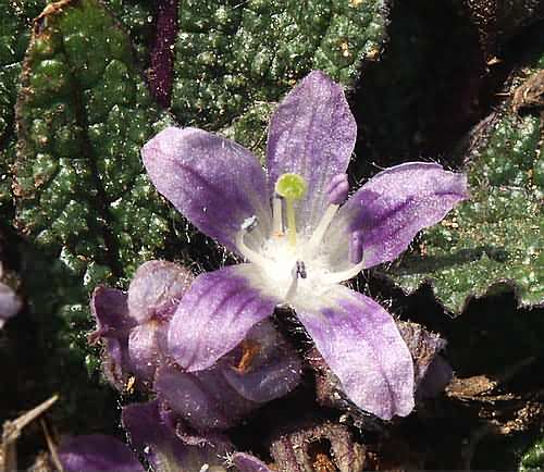 Wild Flower, Mandragora autumnalis, Astratigos,North West Crete