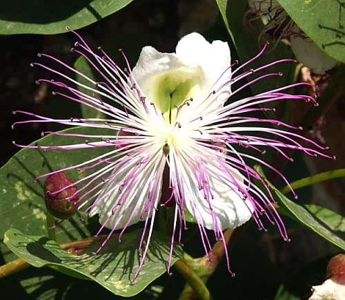 Wild Flower, Capparis spinosa, Astratigos,North West Crete