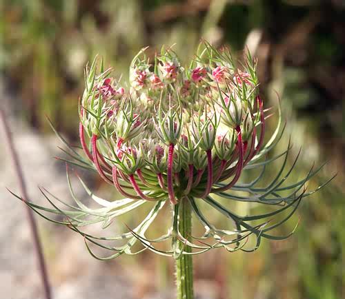 Wild Flower, Daucus carota, Astratigos, North West Crete