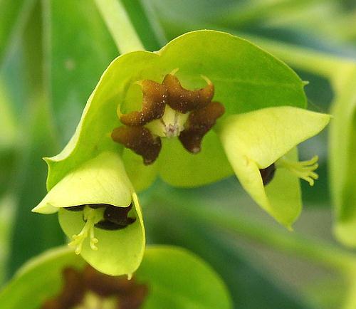 Wild Flower, Euphorbia characias, Astratigos,North West Crete