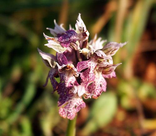 Wild Flower, Orchis lactea, Astratigos,North West Crete