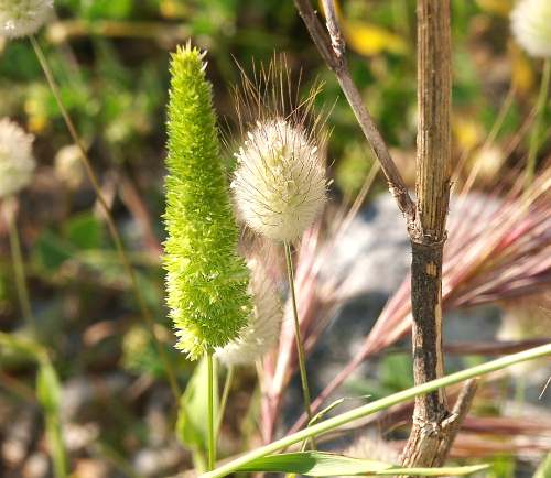 Wild Flower, Grasses - Lagurus ovatus +, Astratigos, North West Crete