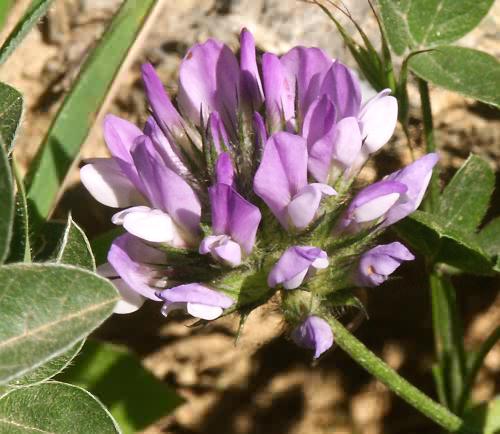 Wild Flower, Glaucium bituminosa, Astratigos, North West Crete