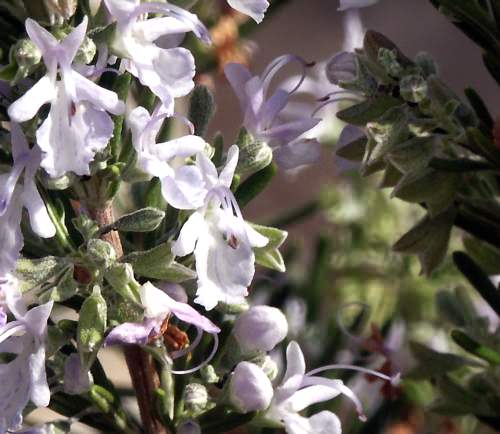 Wild Flower, Rosemarinus officinalis, Astratigos, North West Crete