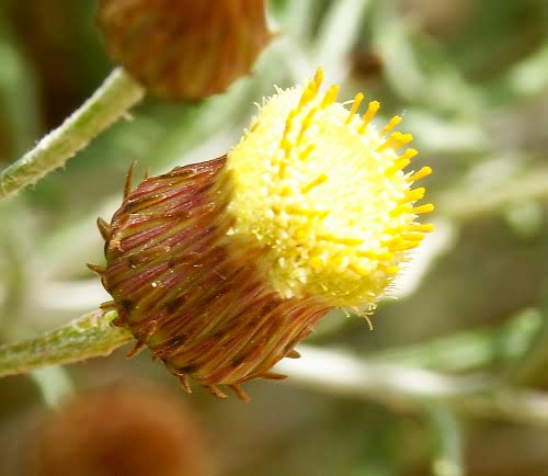 Wild Flower, Pagnalon graecum, Astratigos also Paleochora, North West Crete