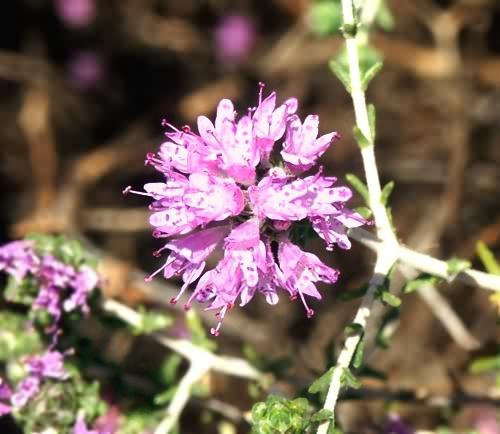 Wild Flower, Thymus Vulgaris Queried, Phalsarna, North West Crete