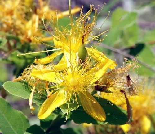 Wild Flower, Guttiferae - Hypericum perforatum,  Deliana gorge, North West Crete