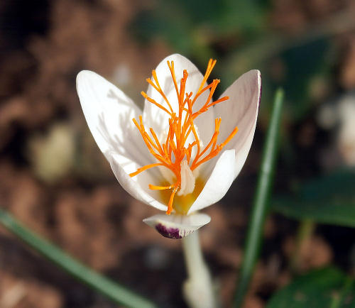 Wild Flower, Crocus laevigatus, Afrata, North West Crete