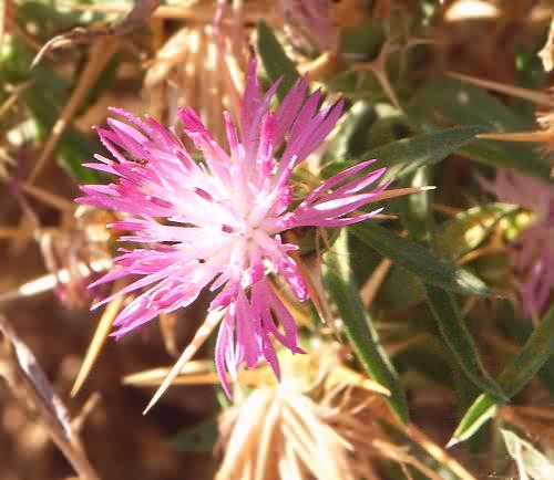Wild Flower, Compositae, Red star-thistle, Aspra Nera, North West Crete