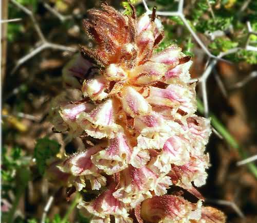 Wild Flower, Orobanche crenata, Afrata, North West Crete