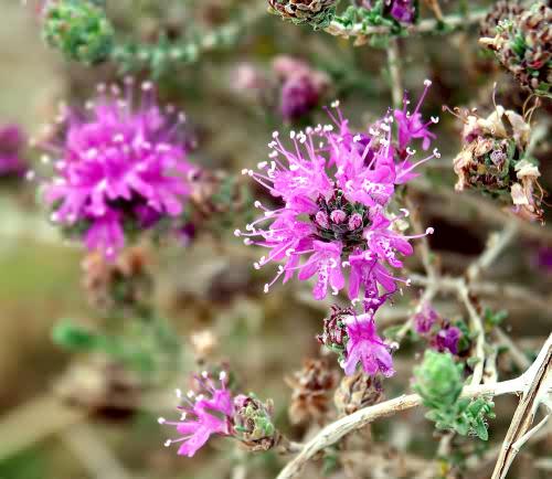 Wild Flower, Thymus capitatus, Elafonnisos, North West Crete.
