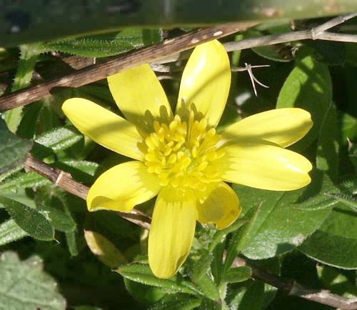Wild Flower, Ranunculaceae, Ranunculus ficaria,  Astratigos, North West Crete.