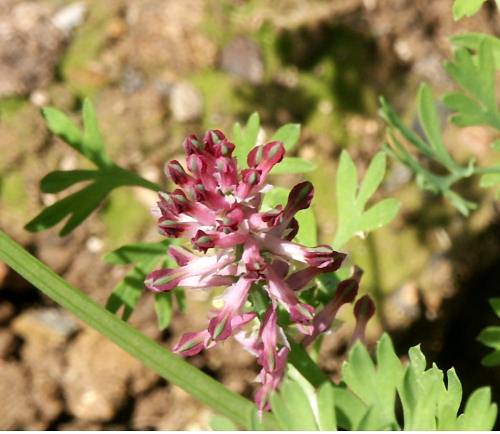 Wild Flower, Papaveraceae, Fumaria officinalis, Astratigos, North West Crete.