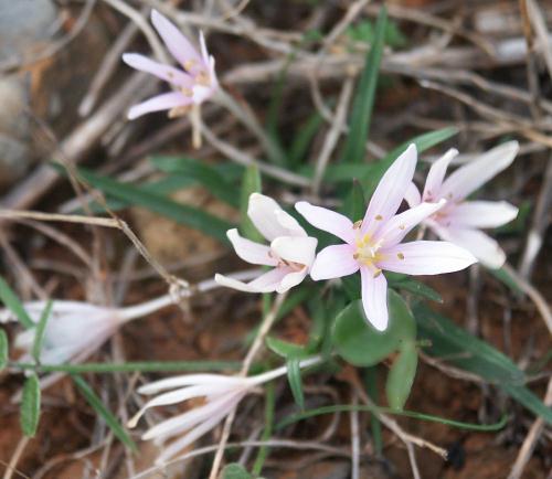Wild Flower, Liliaceae, Colchium cupanii, Astratigos, North West Crete.