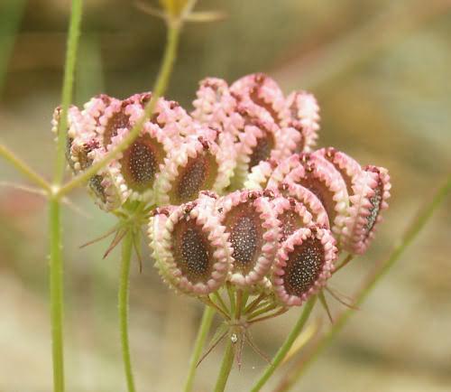 Wild Flower, Umbelliferae - Tordylium apulum, Paleochora, North West Crete.