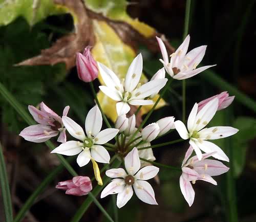 Wild Flower, Liliaceae, Allium Roseum, Veni, North West Crete.