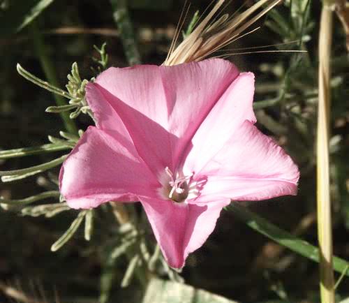 Wild Flower, Convolvulaceae, Convolvulus Oleifolius, Kolimbari, North West Crete.