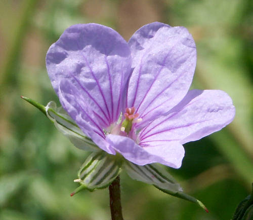 Wild Flower, Geraniaceae, Erodium gruinum, Aspra Nera, North West Crete.