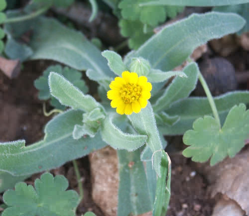 Wild Flower, Compositae - Asteriscus aquaticus, Noth West Crete.