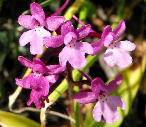 Wild Flower, Orchidiae, Orchis quadripunctata, Rogdia, North West Crete.