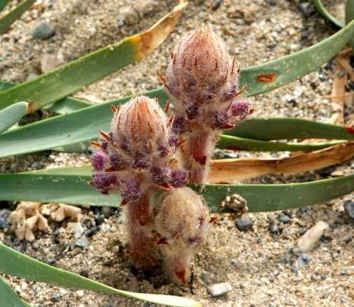 Wild Flower, Orobanchacea, Orobanche Cretinata ?, Skoutelonas, North West Crete.