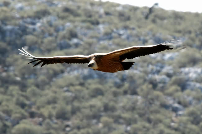 Griffon Vulture - Gyps fulvus - NW Crete 2009